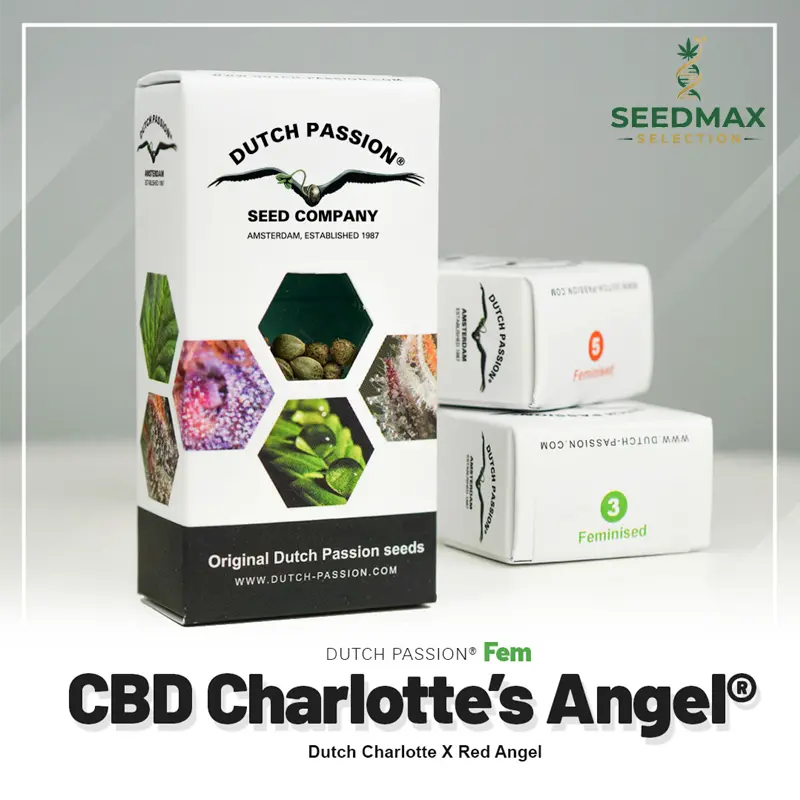 CBD Charlotte’s Angel - 3 semena