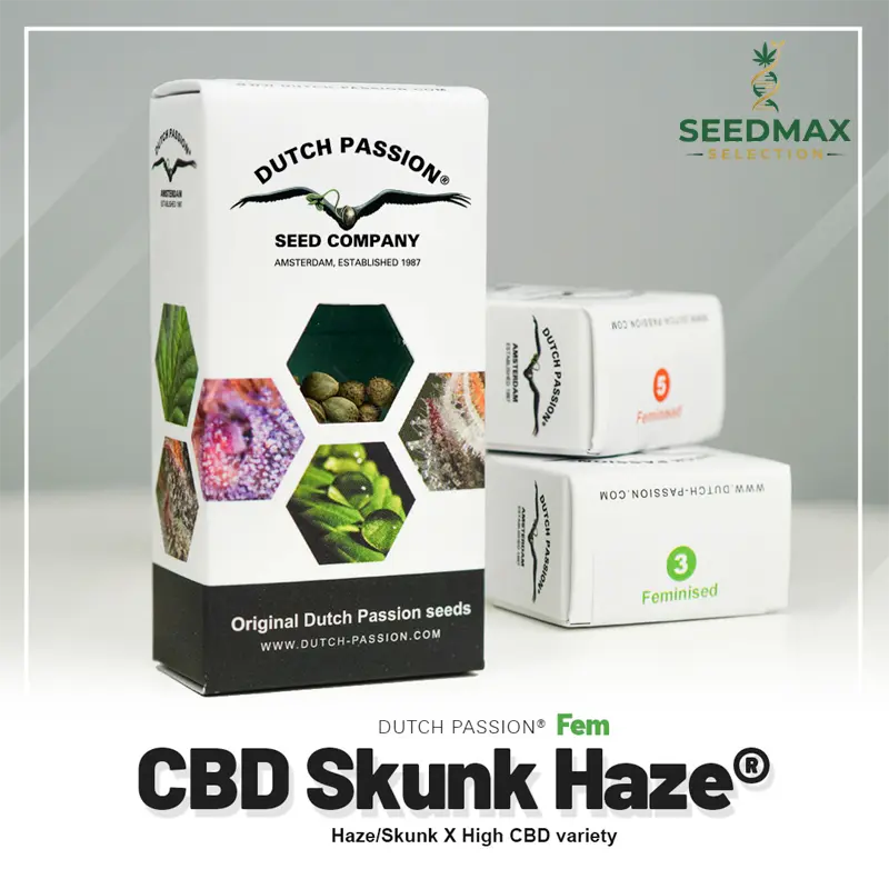 CBD Skunk Haze - 3 semena