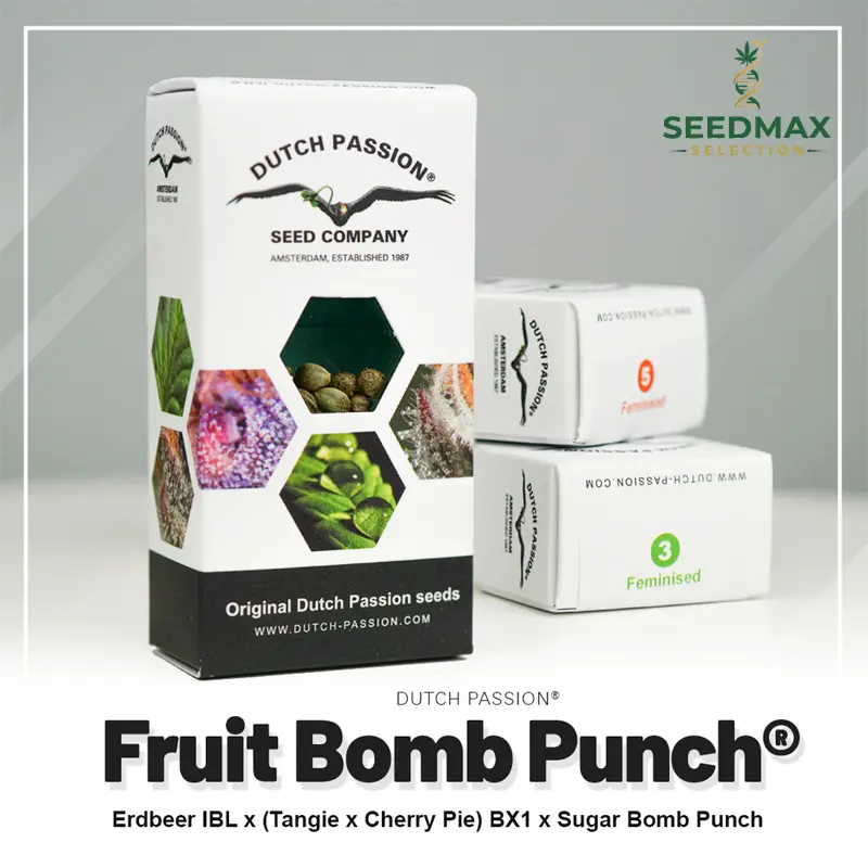 Fruit Bomb Punch - 3 semena