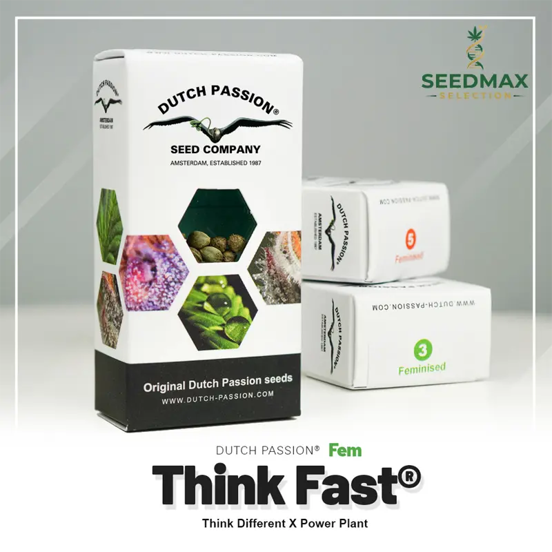 Think Fast - 3 semena