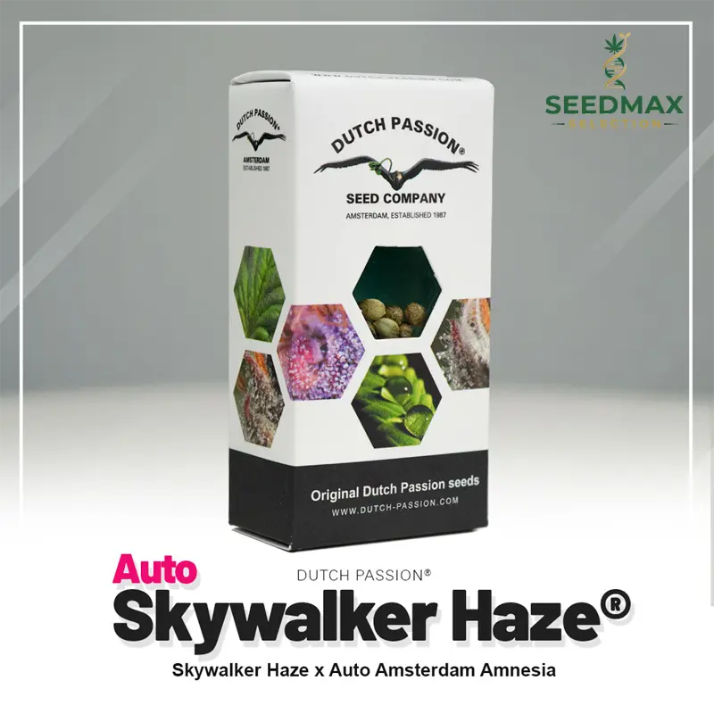 Auto Skywalker Haze - 3 semena