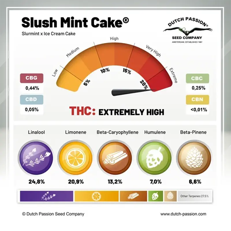 Slush Mint Cake - 3 semena