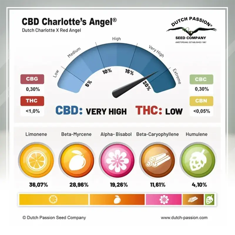 CBD Charlotte’s Angel - 3 semena