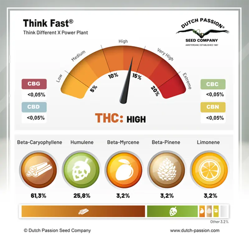 Think Fast - 3 semena
