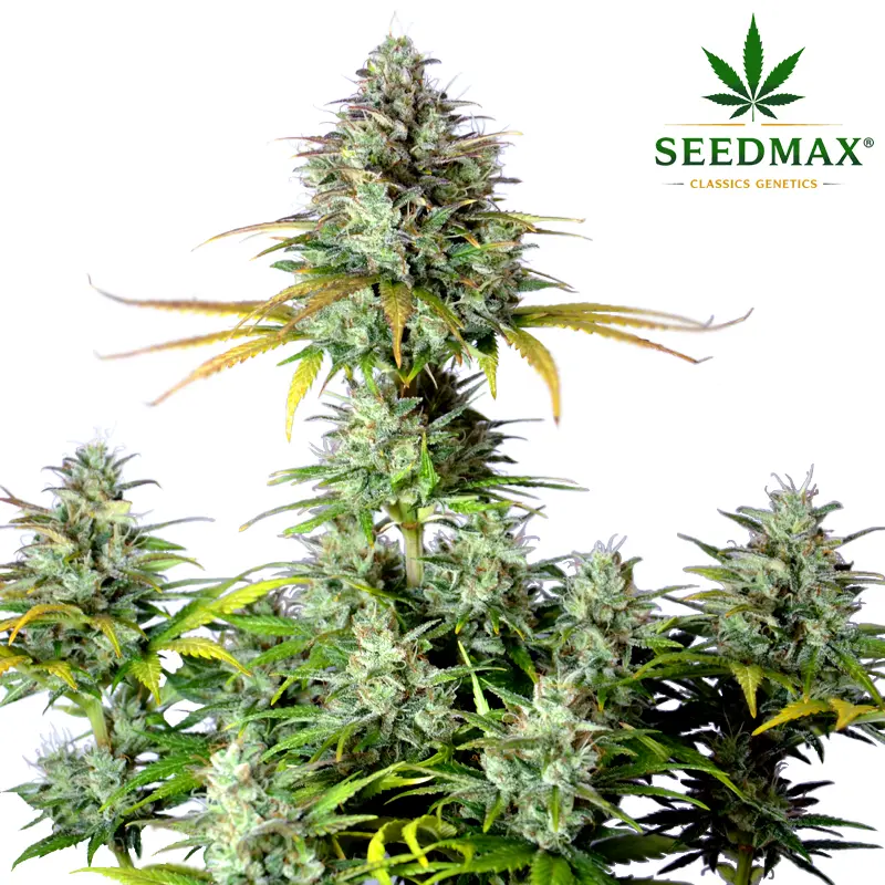 AK420 Max Auto - 5 semen