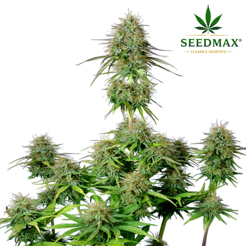 Amnesia Haze Max Auto - 3 semena