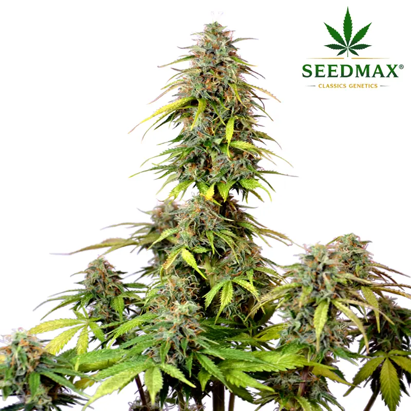 Big Bud Max Auto - 3 semena