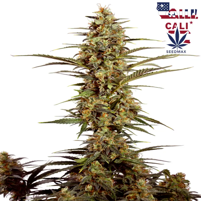 Cali Trucker Auto - Akce 2+1