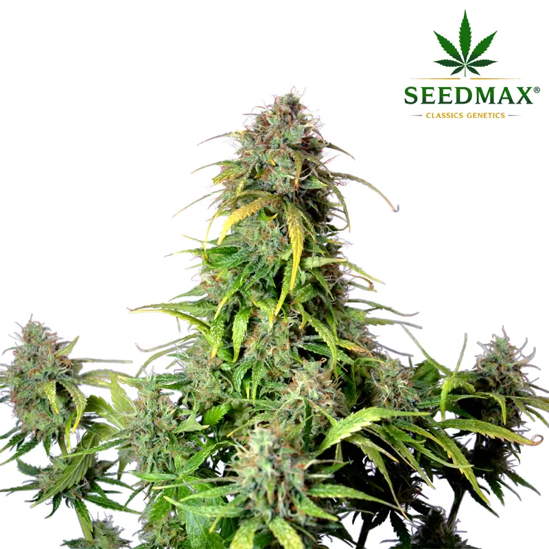 Catatonic Max Auto - 5 semen