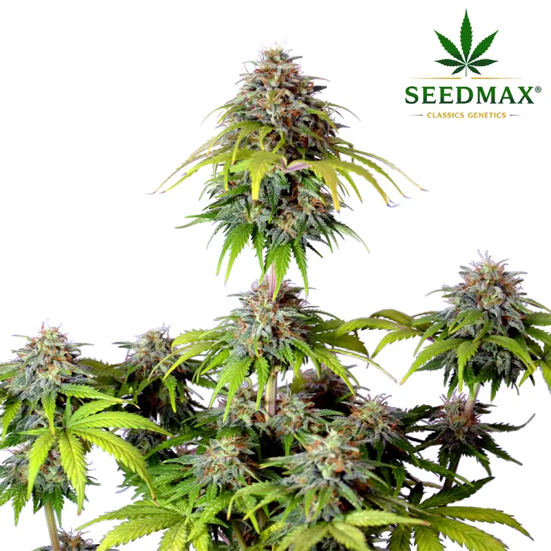 Critical Max Auto - 3 semena