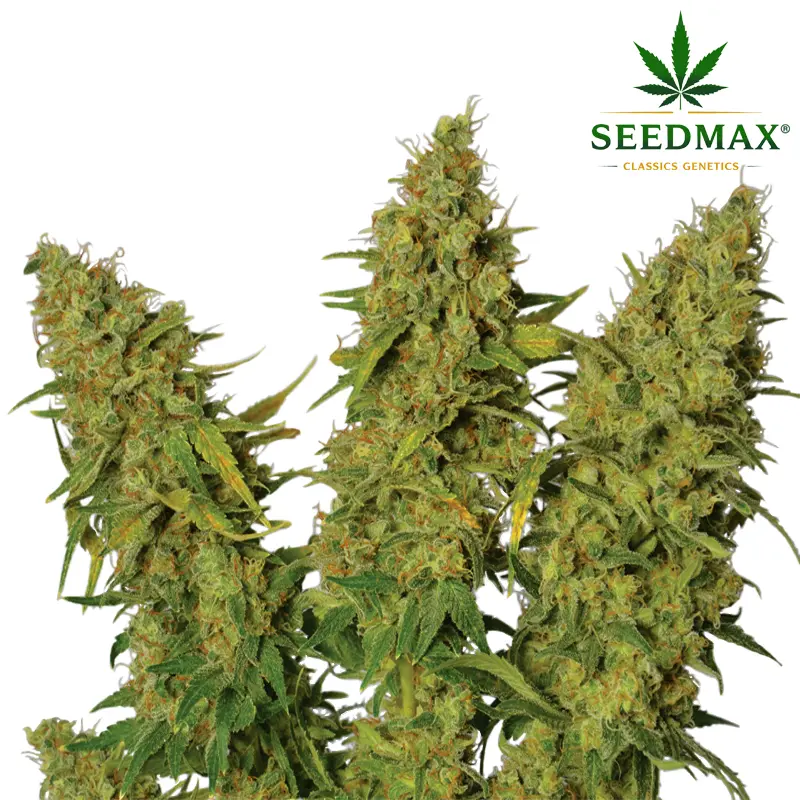 Critical Max - 1 semínko