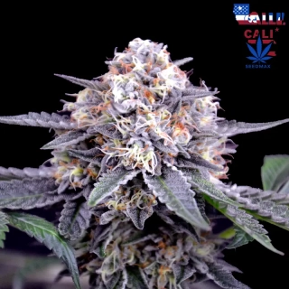 Blueberry Ripple