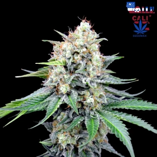 Desert Dweller Glue
