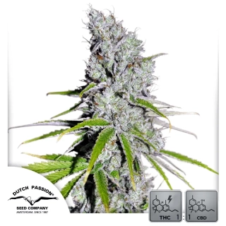 CBD Skunk Haze - 3 semena