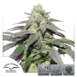 Auto Skywalker Haze - 3 semena
