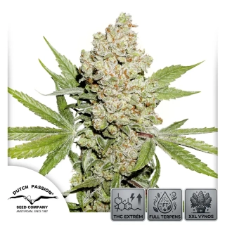 Auto Lemon Kix - 3 semena