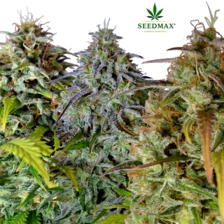 High Potency Mix – Akce 2+1