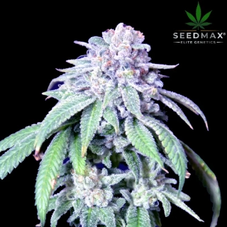 Berry Bubble