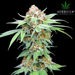 Terp Highball