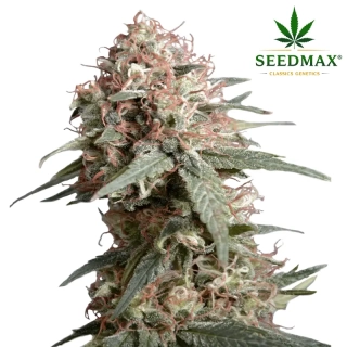 AK420