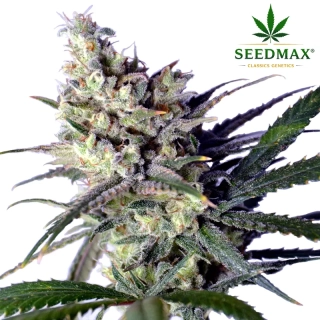 Amnesia Haze