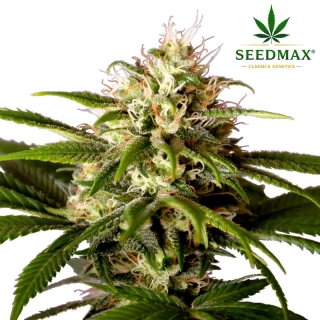 Big Bud