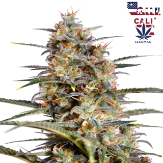 Cali Trucker Auto - Akce 2+1