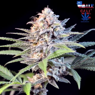 Godfather OG