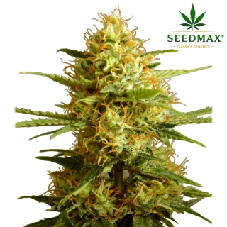 Golden Lemon