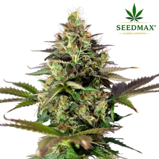Jack Herer Auto