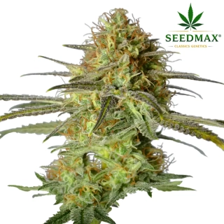 Jack Herer