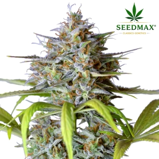 Northern Lights Auto