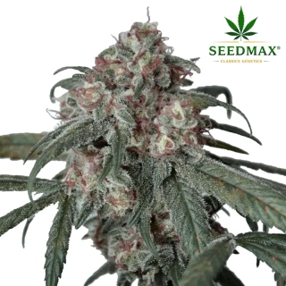 Sour Diesel