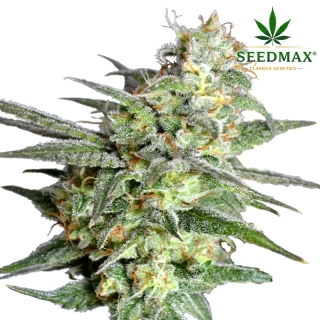 Super Skunk