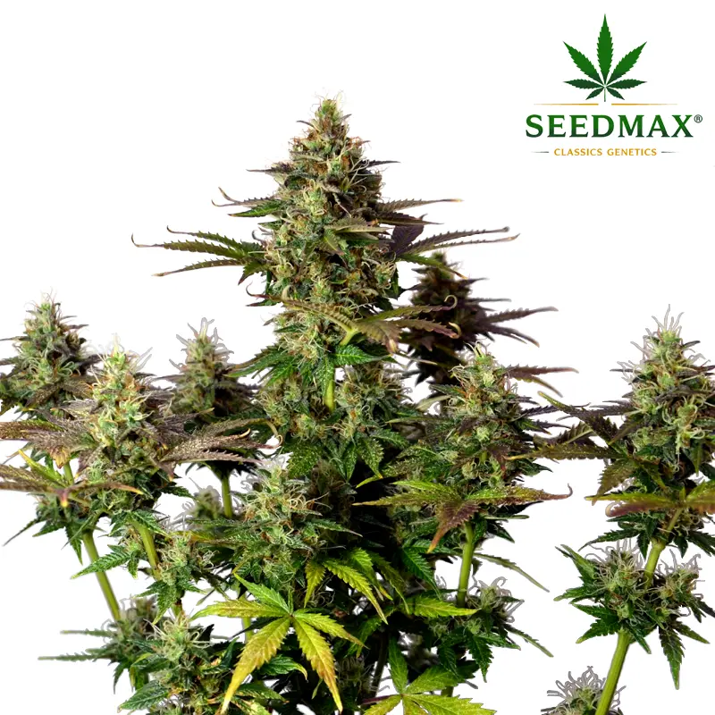 Jack Herer Max Auto - 5 semen