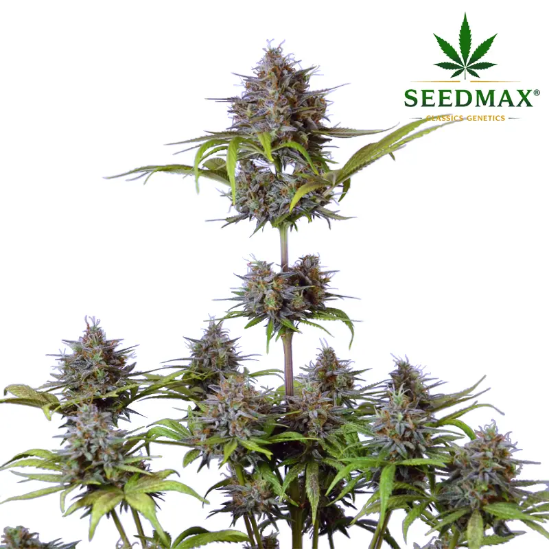 Northern Lights Max Auto - 5 semen