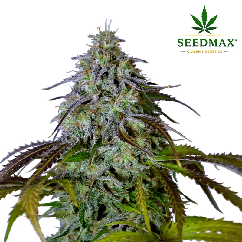 Sour Diesel Max Auto - 3 semena