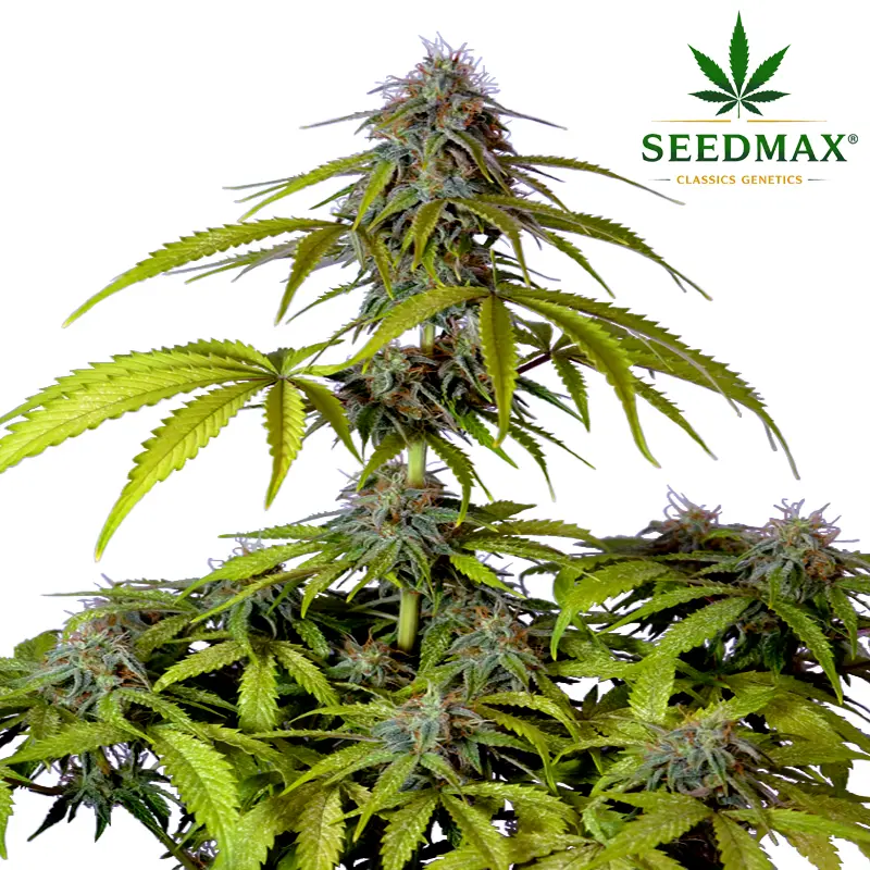 Super Skunk Max Auto - 5 semen