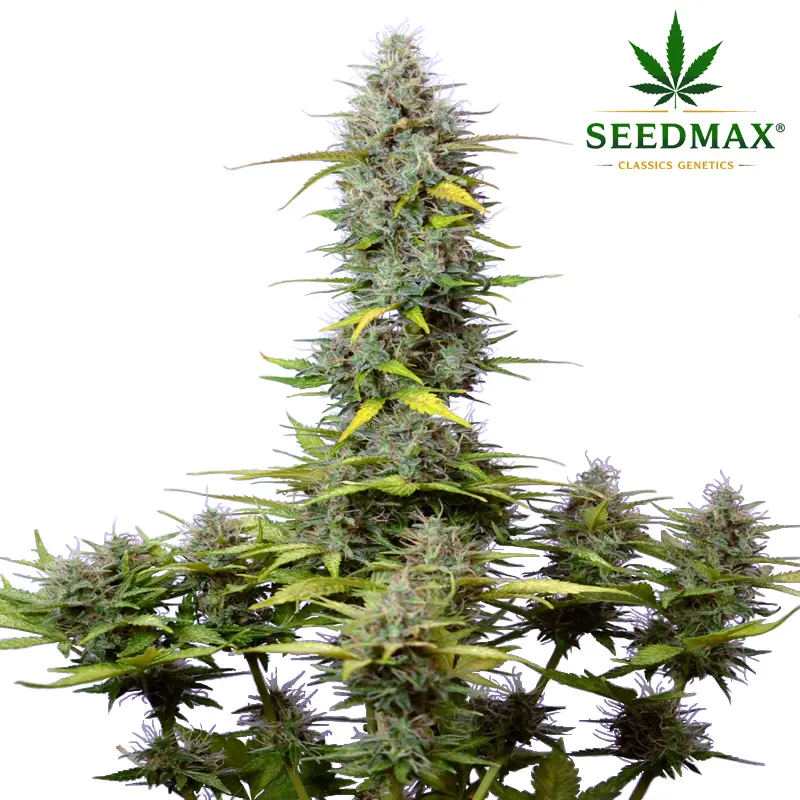 White Widow Max Auto - 5 semen