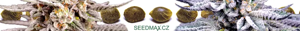 Semena konopí a marihuany Seedmax