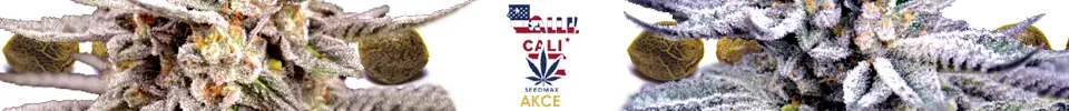 Cali semena marihuany v akci