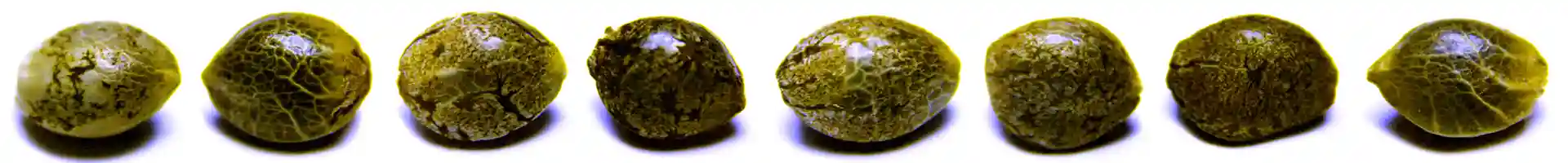 Semena Kalifornských odrůd marihuany