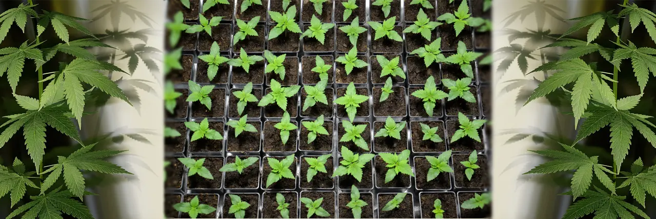Test zakořenění a počátečního růstu sazenic konopí Seedmax